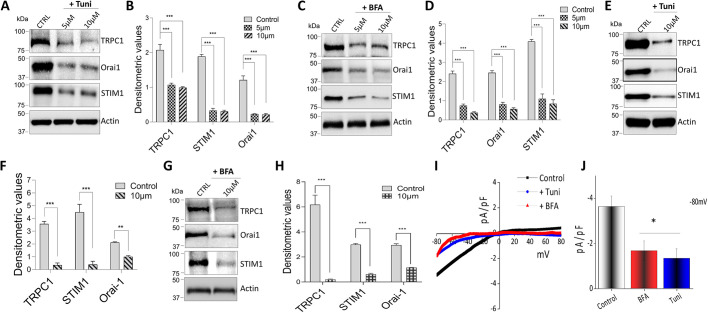 Fig. 3. Tunicamycin and brefeldin A treatment decrease Ca2+ channel expression in murine macrophages. (A,C) Representative immunoblots showing the decreased expression of Ca2+ entry channels proteins TRPC1, Orai1 and STIM1 in Raw 264.7 macrophages pretreated with 5 μM or 10 μM Tuni (A) or BFA (C) for 12 h. (B,D) Quantification of densitometeric values (mean±s.d.) from bands as shown in A and C. (E,G) Representative immunoblot images showing the decreased expression of Ca2+ entry channels in BMDMs pretreated with 10 μM Tuni (E) or BFA (G) for 12 h. (F,H) Quantification of densitometric values (mean±s.d.) from bands as shown in E and G. (I,J) Whole-cell patch recording showing average IV curves (I) and current intensity (J) from 6–9 cells at −80 mV of BMDMs pretreated with 10 μM BFA or Tuni for 12 h. *P<0.05, **P<0.01, ***P<0.001 by one-way ANOVA test; NS, non-significant. The data shown are representative of three independent experiments.