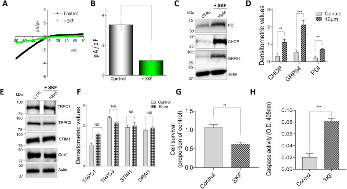 Fig. 4. ER stress is induced by SKF96365 pretreatment on the murine macrophage cell line. (A,B) Whole-cell patch recording showing average IV curves (A) and current intensity (B) from 6–9 cells at −80 mV in Raw 264.7 macrophages pretreated with 10 μM SKF96365 (SKF) for 12 h. (C) Representative immunoblot images showing the induction of ER stress as seen in the increased expression of marker proteins in Raw 264.7 macrophages pretreated with 10 μM SKF for 12 h. (D) Quantification of densitometric values (mean±s.d.) from bands as shown in C. Immunoblots representing the expression of Ca2+ entry channel proteins TRPC1, TRPC3, Orai1 and STIM1 in Raw 264.7 macrophages pretreated with 10 μM SKF for 12 h. (F) Quantification of densitometric values (mean±s.d.) from bands as shown in E. (G,H) Quantification (mean±s.d.) of cell survival (G) and caspase activity (H) of Raw 264.7 cells pretreated with 10 μM SKF for 12 h. **P<0.01, ***P<0.001 by one-way ANOVA test; NS, non-significant. The data shown are representative of three independent experiments.