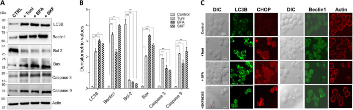 Fig. 5. Tunicamycin, brefeldin A and SKF96365 treatment induce autophagy and apoptosis in Raw 264.7 macrophages. (A) Representative immunoblot images showing expression of markers for the induction of autophagy and apoptosis in Raw 264.7 macrophages treated with 10 µM Tuni, BFA or SKF for 12 h. (B) Quantification of densitometric values (mean±s.d.) from bands as shown in A. (C) Representative microscopy images of Raw 264.7 macrophages stained for LC3B (green), CHOP (red) and DAPI (blue) after cells were exposed to 10 µM Tuni, BFA or SKF for 12 h. **P<0.01; ***P<0.001 by one-way ANOVA test. The data shown are representative of three independent experiments. Scale bars: 20 µm.