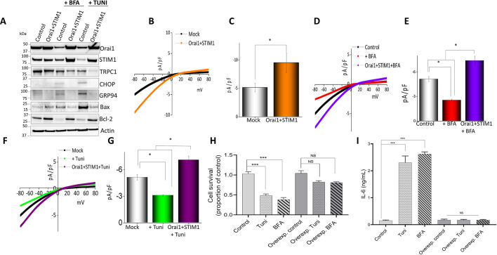 Fig. 8. Overexpression of calcium channel proteins Orai1 and STIM1 rescues macrophages from ER stress and cell death. (A) Representative immunoblots showing expression of ER stress and apoptosis markers in control (mock) Raw 264.7 cells or cells overexpressing Orai1 and STIM1, pretreated with Tuni or BFA (10 μM for 12 h). (B–G) Whole-cell patch recording showing average IV curves (B,D,F) and current intensity (C,E,G) of 6–9 cells at −80 mV under conditions as indicated in Raw 264.7 macrophages. (H) Quantification (mean±s.d.) of cell survival in control Raw 264.7 cells or cells overexpressing Orai1 and STIM1, pretreated with 10 µM Tuni or BFA for 12 h. (I) ELISA results showing mean±s.d. IL-6 levels in supernatants of Raw 264.7 macrophages treated with DMSO, Tuni or BFA. *P<0.05, ***P<0.001 by one-way ANOVA test; NS, non-significant. The data shown are representative of three independent experiments.