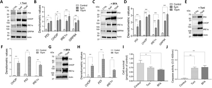 Fig. 1. Tunicamycin and brefeldin A treatment induces ER stress-causing cell death in macrophages. (A,C) Representative immunoblot images showing the expression of ER stress markers PDI, CHOP, IREα and GRP94, and of actin, in Raw 264.7 macrophages pretreated with 5 μM or 10 μM tunicamycin (Tuni) (A), or BFA (C) for 12 h. (B,D) Quantification of densitometric values (mean±s.d.) from bands as shown in A and C. (E,G) Representative immunoblot images showing the expression of ER stress markers in bone marrow-derived macrophages (BMDMs) pretreated with 10 μM Tuni (E) or BFA (G) for 12 h. (F,H) Quantification of densitometric values (mean±s.d.) from bands as shown in E and G. (I,J) Quantification (mean±s.d.) of cell survival (I) and caspase activity (J) of Raw 264.7 cells pretreated with 10 μM BFA or Tuni for 12 h. **P<0.01, ***P<0.001 by one-way ANOVA test. The data shown are representative of three independent experiments.