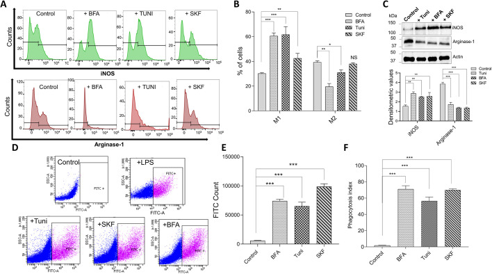 Fig. 7. ER stress induces macrophage polarization and controls macrophage phagocytic action. (A) Validation of M1 and M2 polarization using flow cytometry. Raw 264.7 macrophages were treated with 10 μM Tuni, BFA or SKF for 12 h and stained for iNOS and arginase-1, which are specific surface markers of M1 and M2 macrophages, respectively. (B) Percentages of iNOS- and arginase-1-positive cells for each treatment as shown in A. (C) Representative immunoblots showing expression levels of iNOS and arginase-1 in cell extracts from Raw 264.7 macrophages treated with 10 μM Tuni, BFA or SKF for 12 h. Quantification of densitometric values (mean±s.d.) from bands are shown below. (D) Flow cytometric evaluation of latex beads (IgG–FITC complex) in Raw 264.7 cells treated with Tuni, BFA or SKF (10 μM for 12 h) and analyzed for FITC fluorescence. LPS was used as a positive control. (E) Quantification of numbers (mean±s.d.) of FITC-positive cells as shown in D. (F) Raw 264.7 macrophages were incubated with FITC-conjugated latex beads for 2 h hours following treatment with Tuni, BFA or SKF (10 μM for 12 h), and phagocytic activity was measured using fluorescent microscopy. The mean±s.d. phagocytic index was calculated for each treatment group (percentage of cells with engulfed particles multiplied by the mean number of particles engulfed per cell). *P<0.05, **P<0.01, ***P<0.001 by Student's t-test; NS, non-significant. The data shown are representative of three independent experiments.