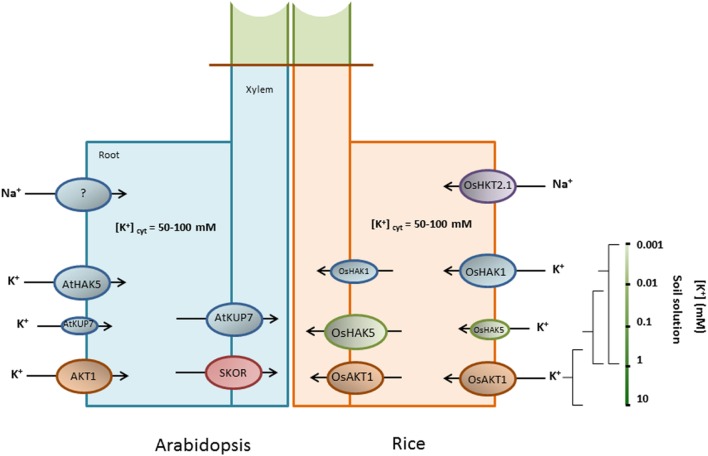 FIGURE 1