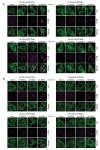 Figure 1—figure supplement 4.