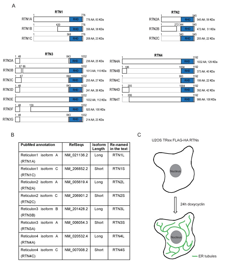 Figure 1—figure supplement 1.