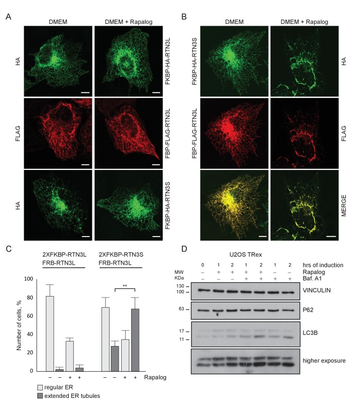 Figure 2—figure supplement 1.