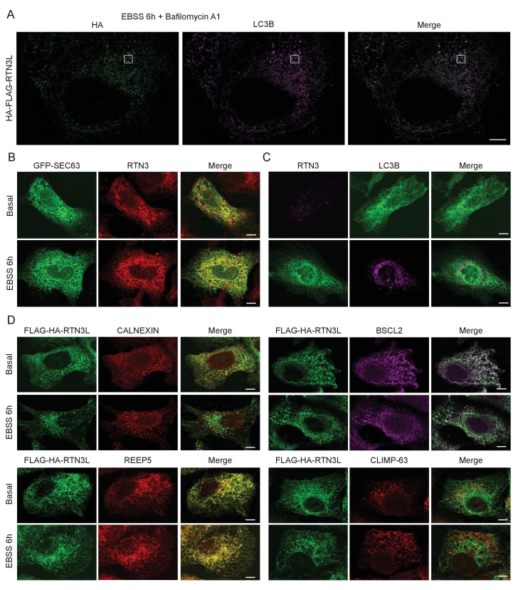 Figure 1—figure supplement 5.