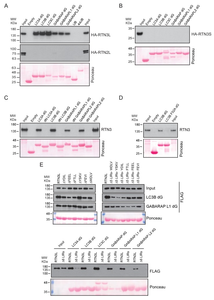 Figure 6—figure supplement 1.