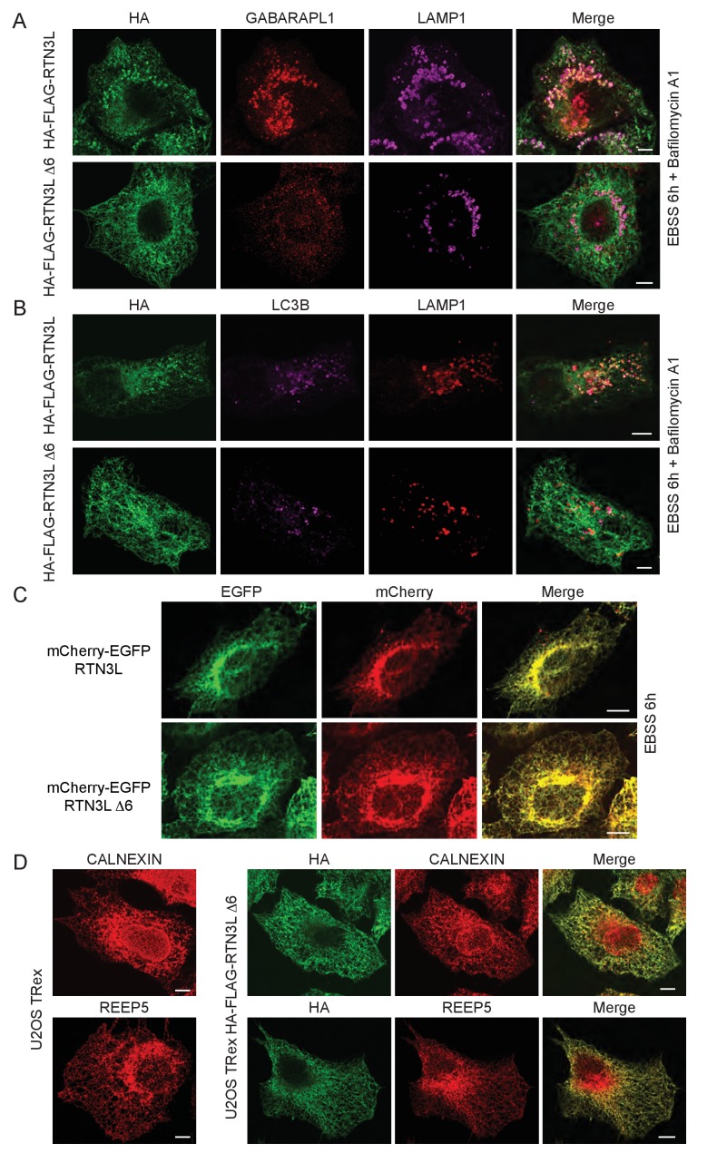 Figure 6—figure supplement 2.