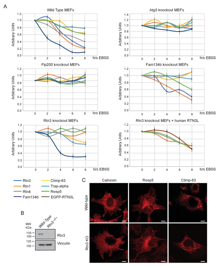 Figure 4—figure supplement 1.