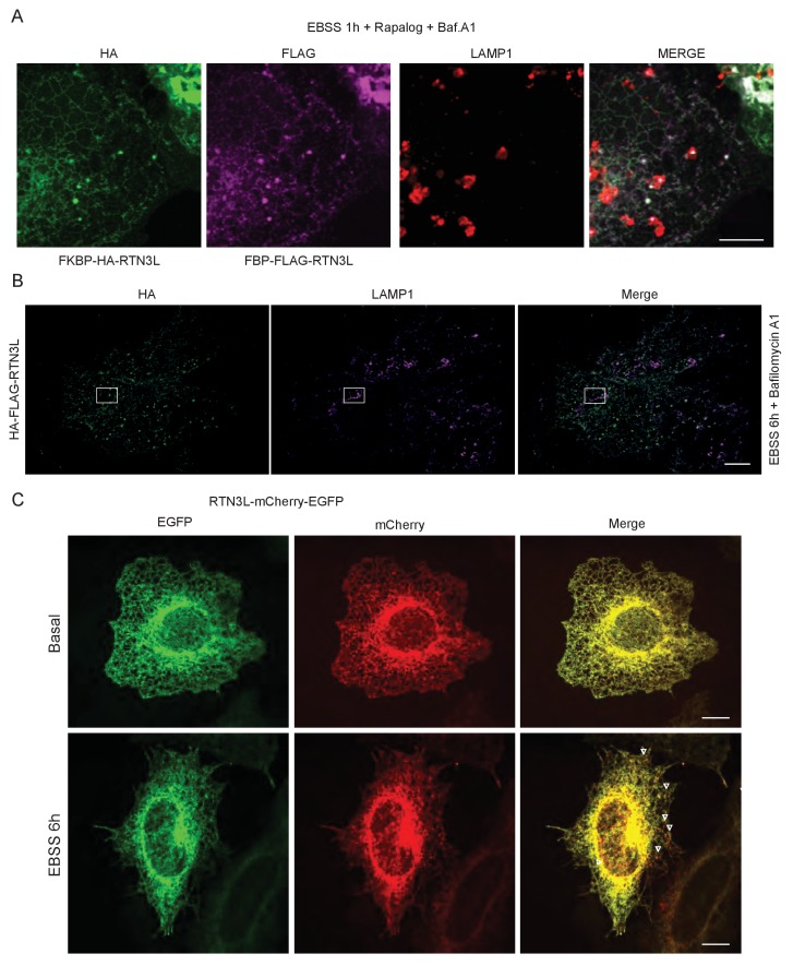 Figure 3—figure supplement 4.