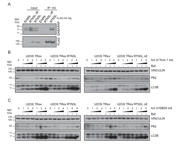 Figure 6—figure supplement 3.