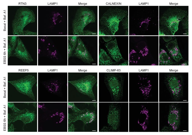 Figure 3—figure supplement 1.