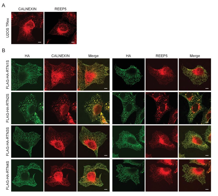 Figure 1—figure supplement 3.