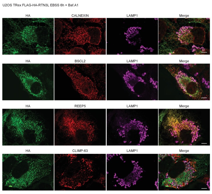 Figure 3—figure supplement 3.