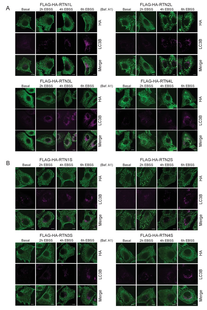 Figure 1—figure supplement 4.