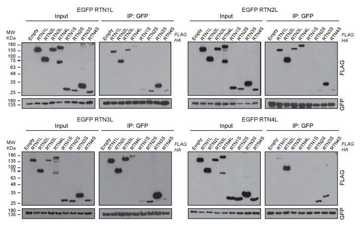 Figure 5—figure supplement 3.