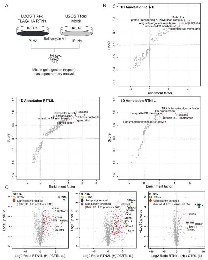 Figure 5—figure supplement 1.