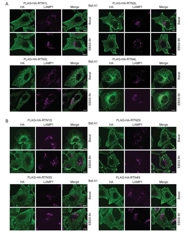 Figure 3—figure supplement 2.