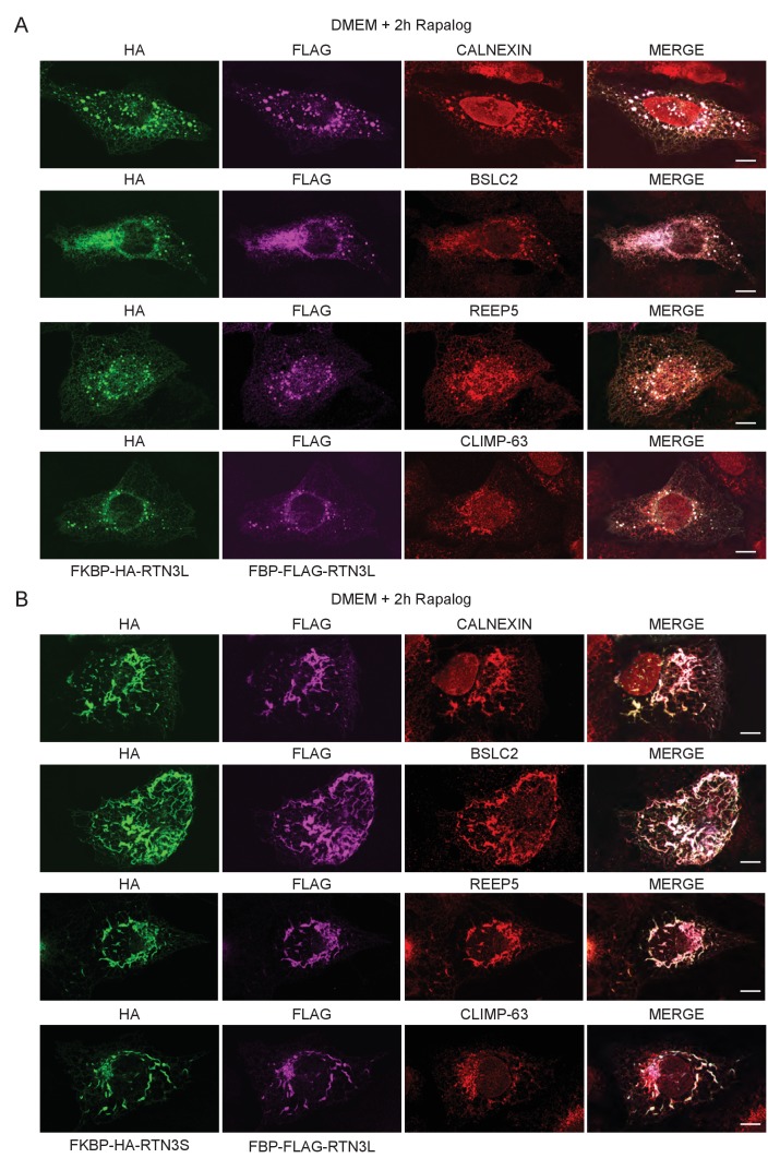 Figure 2—figure supplement 2.