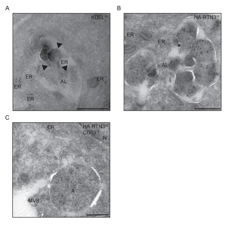 Figure 3—figure supplement 5.