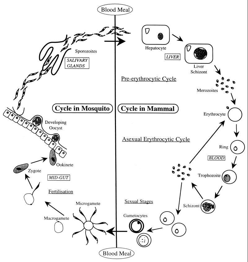 FIG. 1