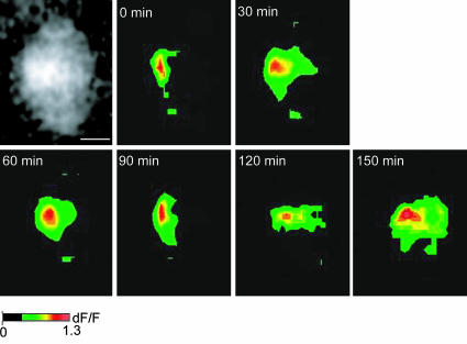 Fig. 3.