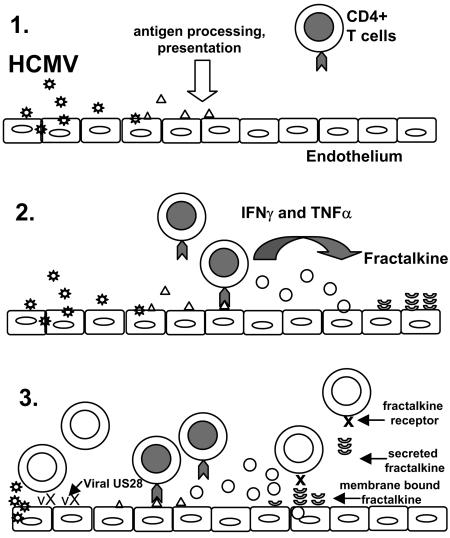 FIG. 8.