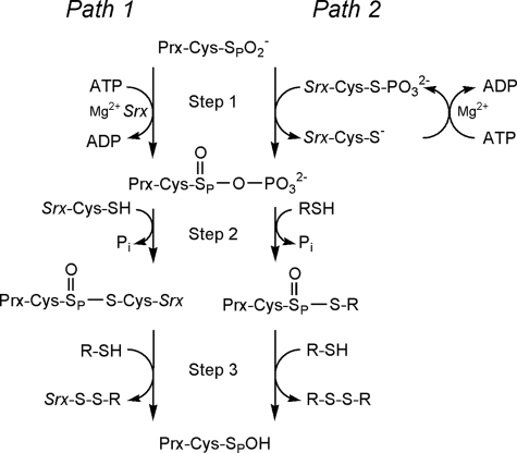 FIGURE 1.