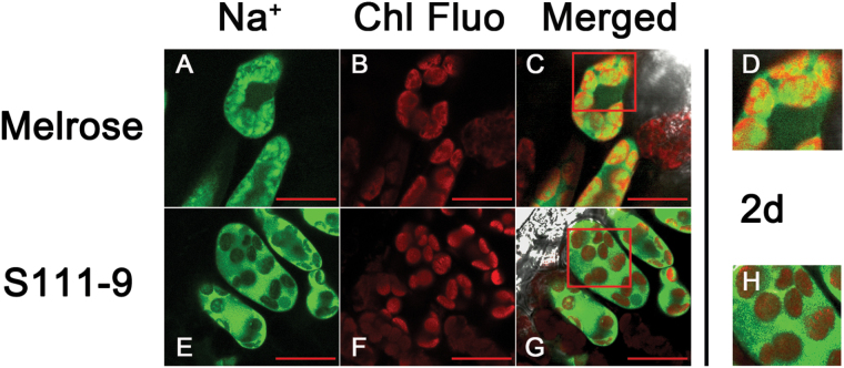 Fig. 7.