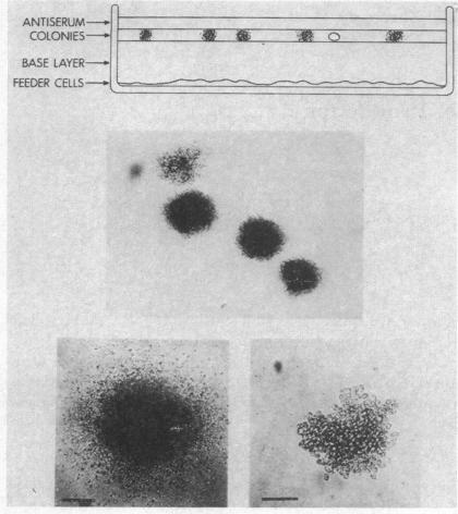 graphic file with name pnas00076-0227-a.jpg