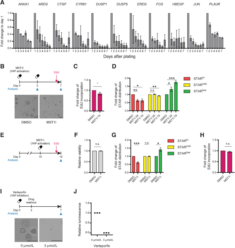 Figure 6. Dynamic Yap activity is required for the outgrowth of colorectal cancer (CRC) organoids. A, Diminishing expression of micro-organoid associated genes during the first 7 days of A/K/P/S organoid outgrowth. Gene expression, represented as mean + SEM, is normalized to day 1. B–D, Single A/K/P/S cells treated with 500 nmol/L XMU-MP-1 (MST1/2 inhibitor) for 3 or 7 days. B, Schematic of experimental setup (top) and representative organoid overview after 7 days of culture (bottom). Scale bars, 100 µm. C, Relative fraction of EdU-incorporating cells. D, Flow analysis of STAR levels. C and D, Data is normalized to DMSO control. E–H, 10-day-old A/K/P/S organoids were treated with 500 nmol/L XMU-MP-1 and analyzed after 96 hours by flow cytometry. E, Experimental setup. F, Relative viability assessed by DAPI. G, Relative change in STAR populations. H, Relative fraction of EdU-incorporating cells. F–H, Data are normalized to their respective DMSO control. I–J, 3 µmol/L verteporfin was added to single A/K/P/S cells for 48 hours prior to wash out. Organoids were analyzed after 7 days. I, Schematic of experimental setup (top) and representative organoid overview after 7 days of culture (bottom). Scale bars, 100 µm. J, Relative viability as assessed by CellTiter-Glo. Data are normalized to DMSO control.