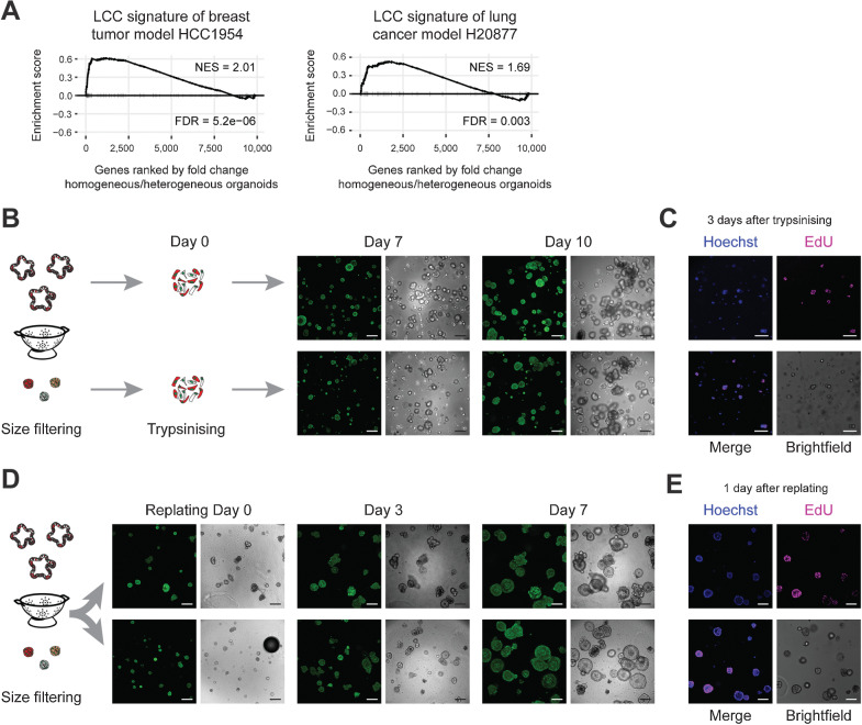 Figure 5. Micro-organoids are in a pseudo-stable state and resemble dormant micrometastases. A, GSEA demonstrating similarity of micro-organoids to alternative models of metastatic dormancy (ref. 13; breast tumor line HCC1954 and lung adenocarcinoma line H20877). B, Outgrowth potential of single cells derived from micro- or macro-organoids (A/K/P/S) isolated after 12 days of culturing. H2B (green). Scale bars, 200 µm. C, EdU incorporation (pink) indicates proliferating cells 3 days after plating single cells derived from micro-organoids. Counterstain Hoechst 33342 (blue). Scale bars, 100 µm. D, Growth potential of 12-day-old micro- and macro-organoids (A/K/P/S) upon isolation and replating as intact structures. H2B (green). Scale bars, 200 µm. E, EdU incorporation (pink) indicates regained proliferative activity of micro-organoids 1 day after replating. Counterstain Hoechst 33342 (blue). Scale bars, 100 µm.