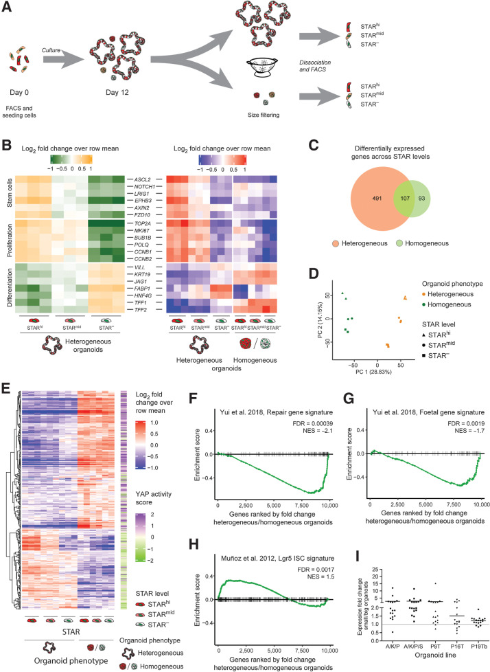 Figure 4. Growth restricted micro-organoids are in a YAP state. A, Experimental setup: single STAR+ cells were cultured for 12 days. Organoids were size separated and STAR-hi, STARmid, and STAR− cells were collected by FACS for each organoid subfraction for prospective expression analysis. B, Heatmap representing expression levels of intestinal markers for SCs, proliferation, and differentiation (log2 fold change over row mean). Left, relative expression per STAR population of only heterogeneous organoids. Right, both organoid types. C, Venn diagram depicting the number of differentially expressed genes across STAR populations (FDR < 0.01 in at least one comparison) in heterogeneous (orange) and homogeneous (green) organoids. D, Principal component analysis of the expression patterns across STAR populations and organoid phenotypes. E, Heatmap showing all 369 differentially expressed genes between small (homogeneous) and large (heterogeneous) organoids (fold change > 1.5, FDR < 0.05) for which the assigned YAP score (right side) represents at least a 10% change (YAP score < 0.9 (green) or > 1.1 (purple), score from ref. 28. F–H, GSEA demonstrating the similarity of (homogeneous) micro-organoids to the regenerative state of mouse intestine (ref. 30; F), the fetal state of mouse intestine (ref. 30; G) or of large (heterogeneous) organoids to intestinal SCs (ref. 29; H). I, Expression pattern (by qPCR) of 17 micro-organoid–associated genes across five lines. Horizontal bar per line, mean fold change of all genes. Individual values depicted in Supplementary Fig. S5A.