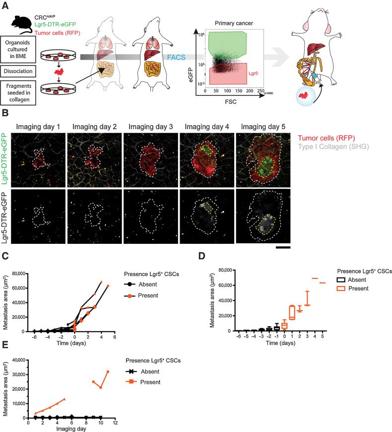 Figure 2. Lgr5+ CSCs appear at micrometastatic stages and mark the transition toward successful metastatic colonization. A, Experimental setup for timed metastasis formation assay in mice: RFP+ murine ApcFL/FL/KrasG12D/+/Tp53KO/KO cancer organoids were orthotopically transplanted into mice to form primary cancers. After 8–10 weeks, Lgr5– primary tumor cells were collected by FACS and injected into the mesenteric vein of recipient mice. Growth kinetics and cellular dynamics of growing liver metastases were monitored by IVM. Stem cells are labeled by endogenous Lgr5-DTR-eGFP expression. B, Representative IVM images of one liver metastasis taken on consecutive days. Top: RFP+ tumor cells (red) visualizing tumor mass, Lgr5-DTR-eGFP expression (green) marking CSCs. Bottom, identical panels in false colors. Dashed line, metastasis border. Scale bar, 50 µm. C, Traces depicting the size of individual metastatic lesions that develop cellular heterogeneity over time. Day 0, time of de novo appearance of Lgr5+ CSCs. Black and orange symbols refer to time points prior to and post symmetry break, respectively. D, As in C, with the mean metastasis size of all lesions represented by a box plot. Whiskers representing min to max. E, Traces showing the size of individual metastatic lesions over time with no symmetry break event during the course of imaging. Lesion without Lgr5+ SCs (black), lesions with Lgr5 expression before start of IVM (orange).