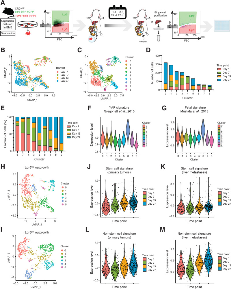 Figure 7. Mapping cellular phenotypes during in vivo formation of colorectal cancer (CRC) liver metastases. A, Experimental design of scRNA-seq analysis of metastatic cells at specific time points during in vivo liver metastasis formation initiated by either Lgr5+ or Lgr5– CRC cells. B and C, UMAP of scRNA-seq data color-coded by time of harvest (B) and clusters (C) resulting from unsupervised hierarchical clustering. D and E, Composition of clusters color-coded by time of harvest. D, Absolute number of cells. E, Relative composition of clusters ranked (in descending order) according to highest relative contribution from day 1. F and G, Expression levels of Yap-associated gene signatures by cluster for Yap overexpression (F) in murine intestine (28) and fetal intestinal organoids (ref. 33; G). H–I, UMAP after unsupervised hierarchical clustering of all Lgr5– (H) and Lgr5+ (G) injected cells. J–M, Expression levels of SC (J–K) and non-SC (L–M) gene signatures over time. Signatures are derived from primary tumors (ref. 8; J and L) and liver metastases (ref. 8; K and M). Data input: Lgr5– (J and K) and Lgr5+ (L and M) injected cells.