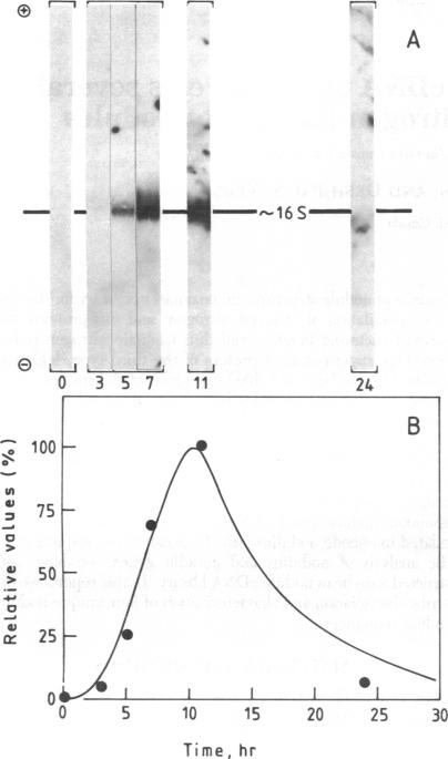 graphic file with name pnas00635-0184-a.jpg