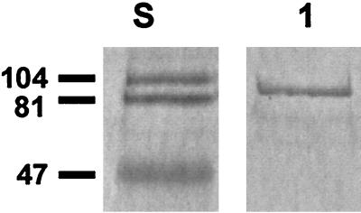 FIG. 1