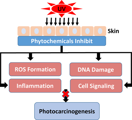 graphic file with name nihms842008f2.jpg