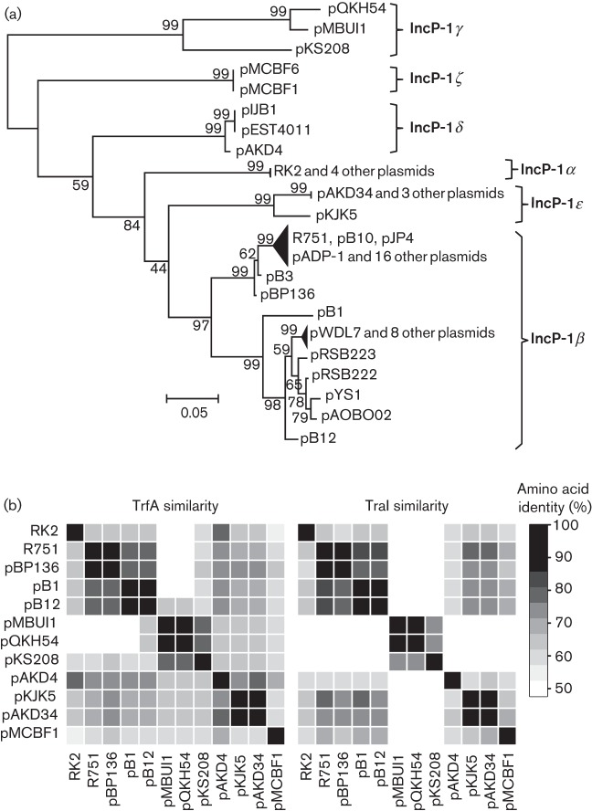 Host range diversification within the IncP-1 plasmid group - PMC