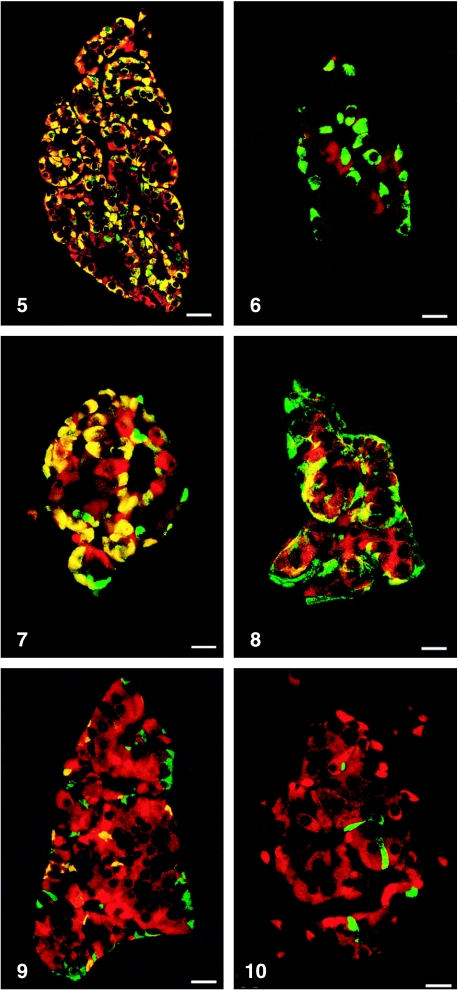 Fig. 10