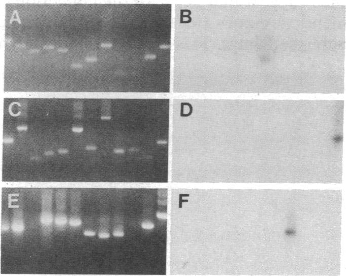 graphic file with name pnas01057-0130-a.jpg