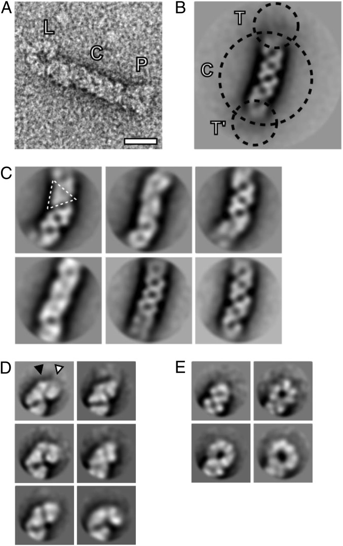 Fig. 3.