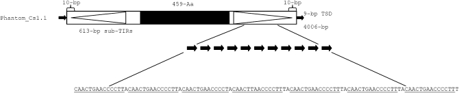 Figure 5.—