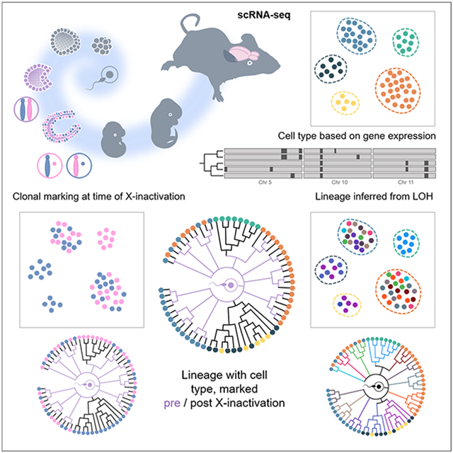 graphic file with name nihms-1796880-f0001.jpg