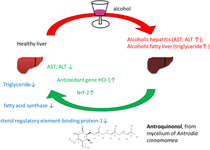 graphic file with name FPHAR_fphar-2022-757494_wc_abs.jpg