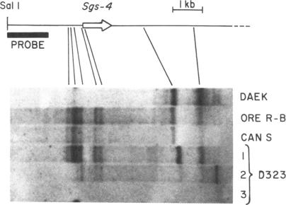 graphic file with name pnas00630-0171-a.jpg