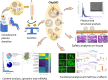 Graphical Abstract