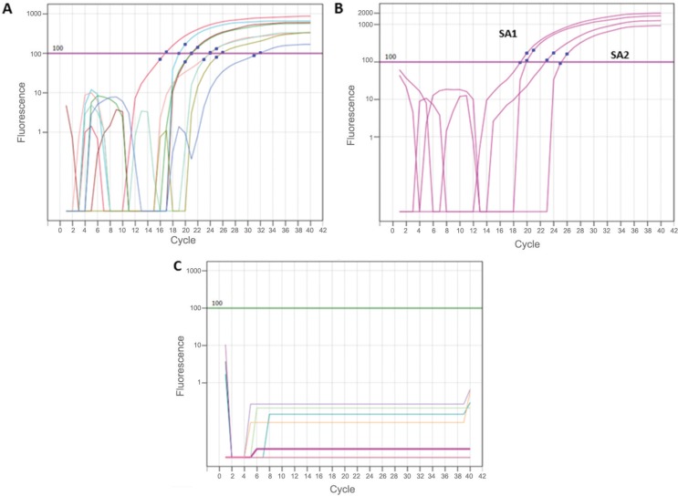 Real-time reverse transcriptase polymerase chain reaction (qRT-PCR) for
detection and quantification of dengue virus-4 (DENV-4) in the saliva of
experimentally infected BALB/c mice. (A) Standard curve constructed using five
dilutions of the virus particles in duplicate. (B) Saliva samples (duplicates)
from DENV-4 infected BALB/c mice. (C) Data from negative controls.