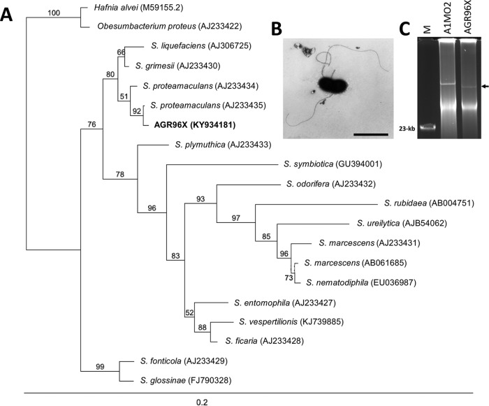 FIG 1